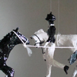 Three Ponies, 2009