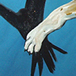 Love is for the birds- 2006