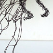 Owl, 2013